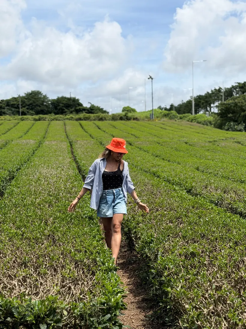 Depois: plantação de chá verde com o preset Jeju Island aplicado
